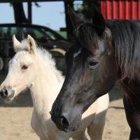 Madjan de loudjil 14