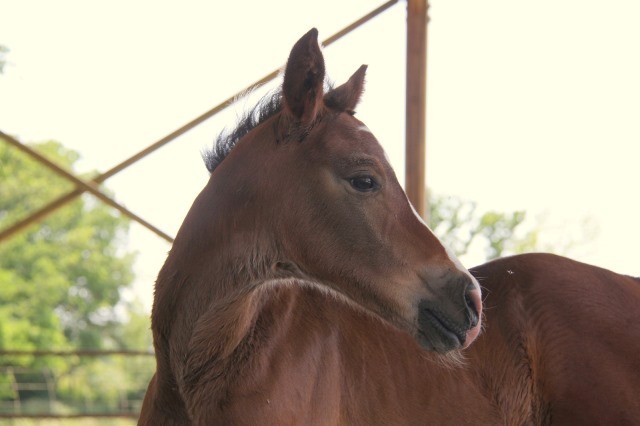 Nidjane de loudjil