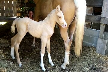 poulain palomino DSA bohran de loudjil