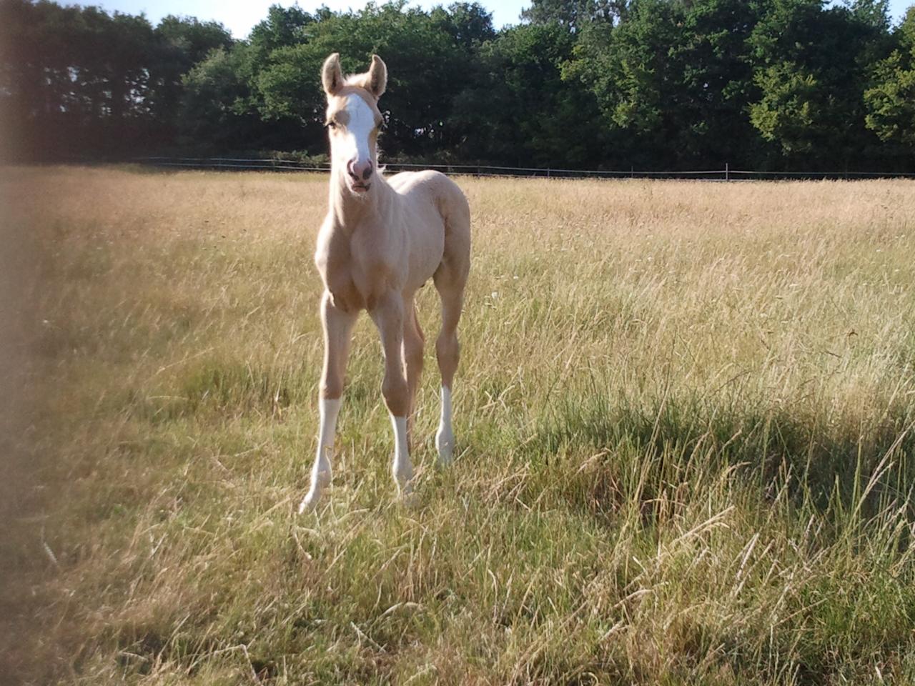 poulain palomino DSA bohran de loudjil1