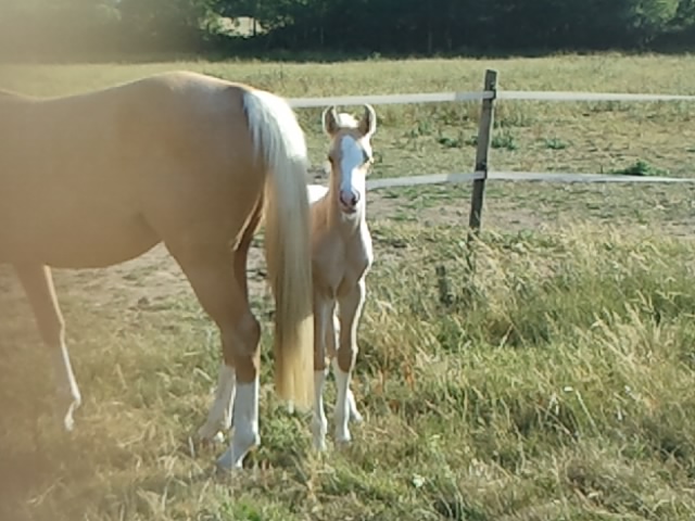 poulain palomino DSA bohran de loudjil2