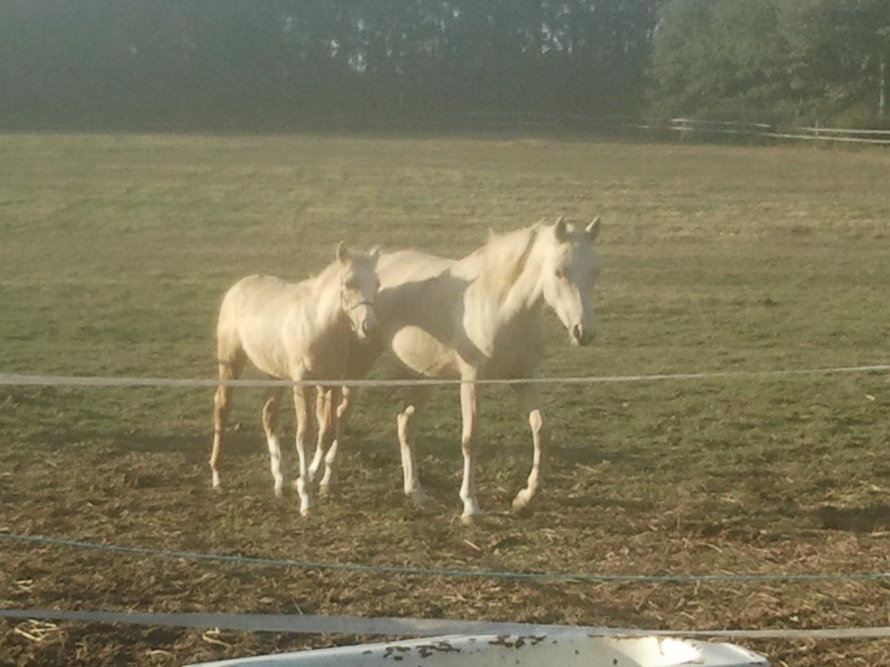 poulain palomino DSA bohran de loudjil3