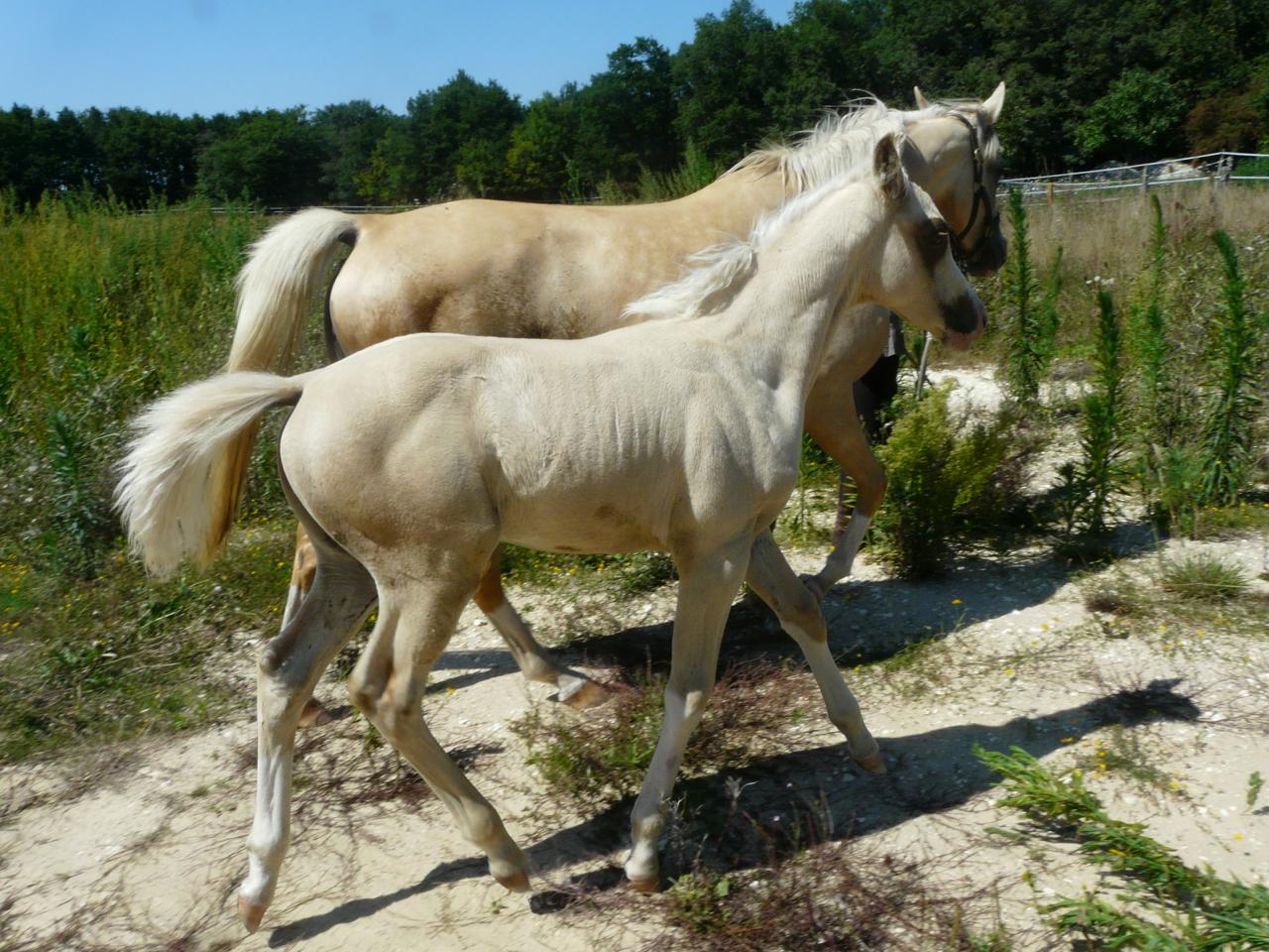 poulain palomino DSA bohran de loudjil5