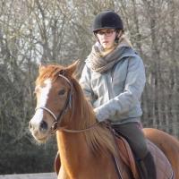 pur sang arabe écurie de loudjil7