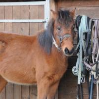 D'ARTAGNAN