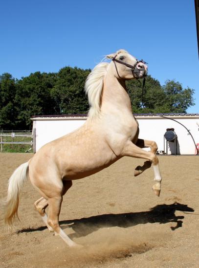 Dsa palomino ecurie de loudjil touran