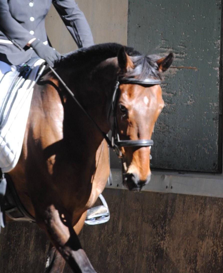 Ecurie de loudjil concours dressage