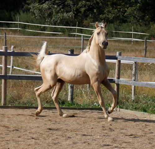 Etalon arabe palomino ecurie de loudjil7